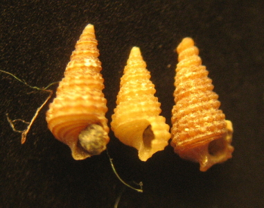 3 Cerithiopsis